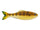Live Sunfish