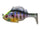 Wild gill