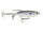 Black back shad