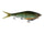 Matte Pumpkinseed