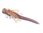 FishLab Nymph