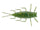Grasshopper