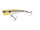Gizzard Shad