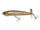 Golden Ghost Shiner