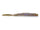 Goby