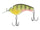 Blue Gill