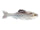 Live Shad
