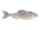 Live Minnow
