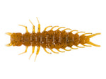 Great Lakes 2.4 Juicy Hellgrammite