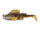 Morning Goby
