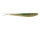 Emerald Shiner