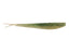 Emerald Shiner