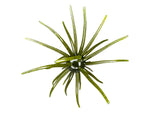 Hag’s Baits Prickly Pear