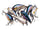American shad
