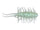 Rainbow Shad #158