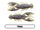 Tilapia