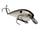 Gizzard Shad