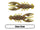 Grass Craw