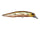 Ghost Minnow