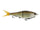 Golden Shiner