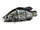 Black crappie