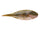 Bluegill