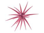 Berkley Maxscent Moeba