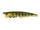 Gold Perch