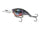 Bluegill Spawn