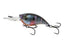 Bluegill Spawn