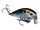 Natural Shad