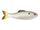 Ghost Pro Shad