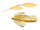 Golden Shiner