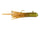 Caramel Apple