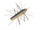 Golden shiner 030