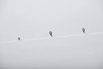 Docket Triad Casting Rod